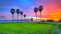 Colorful sunset sugar palms on the rice field.