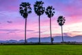 Colorful sunset sugar palms on the rice field.