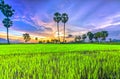 Colorful sunset sugar palms on the rice field.