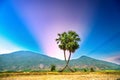 Colorful sunset sugar palms tree in a field