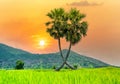 Colorful sunset sugar palms tree in a rice field