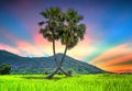 Colorful sunset sugar palms tree in a rice field