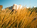 Dry grass on the field. Fluffy spikelets of dry grass. Blades of grass sway in the wind. Spikelets, panicles of dry grass. Close-u