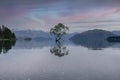 Colorful sunset at Wanaka tree with the reflection on the lake. New Zealand iconic place