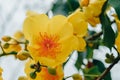 Colorful of Supannika Flower, Cochlospermum regium.