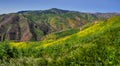 Colorful Super Bloom at Corral Canyon Panorama Royalty Free Stock Photo