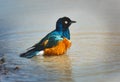 Colorful superb Starling