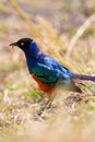 Colorful superb starling bird in Tanzania Africa