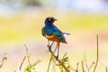 Colorful superb starling bird in Tanzania Royalty Free Stock Photo