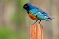 Colorful Superb Starling, Samburu, Kenya