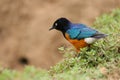 Colorful Superb Starling, Samburu, Kenya