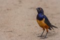 A colorful Superb Starling in Tanzania