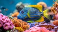 Colorful surgeonfish swimming through vibrant corals in mesmerizing saltwater aquarium display Royalty Free Stock Photo