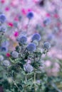 Surrealistic outdoor close up of globe thistles with a natural blurred background