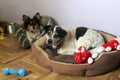 Two three-colored, patchwork dogs are resting in their beds and looking into the lens.