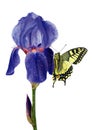 Colorful swallowtail butterfly on a blue iris in drops of water isolated on white. butterflies on flowers Royalty Free Stock Photo