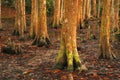 Colorful Swamp Scene at Avery Island, Lousiana Royalty Free Stock Photo