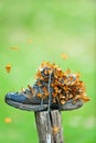 Colorful swarms of Small Leopard Butterflies feed on hiking shoe in summer