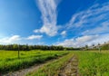 Colorful Swedish summer fields and forest with clear blue sky. Swedish nature in summer