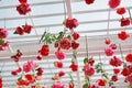 Colorful of sweet artificial flower hanging from ceiling. Beautiful Upside down flowers