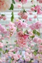 Colorful of sweet artificial flower hanging from ceiling. Beautiful Upside down flowers