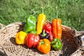 Colorful Sweet Peppers in a Basket