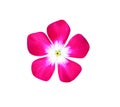 Colorful sweet pink flower blooming  or catharanthus roseus texture top view isolated on white background , clipping path Royalty Free Stock Photo