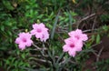 Colorful sweet pink waterkanon or ruellia tuberosa blooming and bud flower in garden , four pink inflorescence with green stem