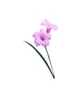 Colorful sweet pink waterkanon or ruellia tuberosa blooming flower isolated on white background