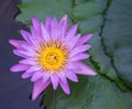 Colorful sweet purple lily lotus flowers blooming and green leaves  nature pond background top view Royalty Free Stock Photo