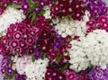 Colorful sweet william flowers bouquet