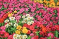 Colorful sweet zinnia violacea blooming in garden , nature multi colored ornamental