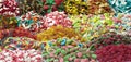 Colorful sweets various types of candyes Royalty Free Stock Photo