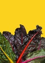 Colorful Swiss Chard on yellow background