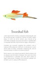 Colorful Swordtail Fish Isolated on White Graphic