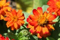 Colorful Tagetes Patula (French Marigold) Flowers Royalty Free Stock Photo