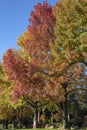 Colorful tall autumn trees in green red and yellow against a blue sky - vertical Royalty Free Stock Photo