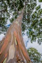 Colorful, tall Rainbow Eucalyptus Tree on Oahu, Hawaii Royalty Free Stock Photo