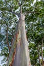 Colorful, tall Rainbow Eucalyptus Tree on Oahu, Hawaii Royalty Free Stock Photo