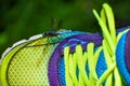 Colorful Tennis Shoe with a Dragonfly