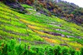 colorful terraced steep vineyards during autumn Royalty Free Stock Photo