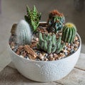 Terrarium cactus plant in the ceramic pot Royalty Free Stock Photo