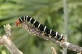 Colorful Tetrio Sphinx Caterpillar Eating