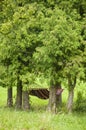 Colorful textile hammock hanging under the crowns of coniferous trees Royalty Free Stock Photo