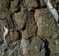Colourful texture of bark tree with blue moss Royalty Free Stock Photo