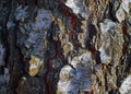 Colourful texture of bark tree with blue moss Royalty Free Stock Photo