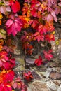 Colorful texture of ivy plant on the stone wall Royalty Free Stock Photo