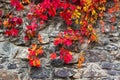 Colorful texture of ivy plant on the stone wall Royalty Free Stock Photo