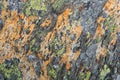 Texture of lichen on stone Royalty Free Stock Photo