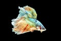 Colorful Thai betta fish, Green betta, cracked fish on a black background Royalty Free Stock Photo